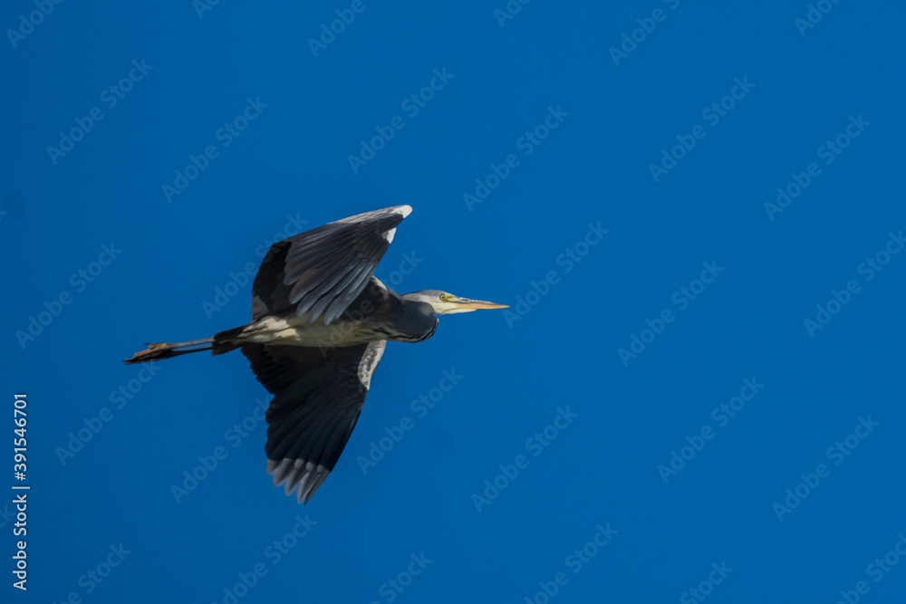 Flying Gray Heron Ardea cinerea Costa Ballena Cadiz Flying Gray Heron Ardea cinerea Costa Ballena Cadiz