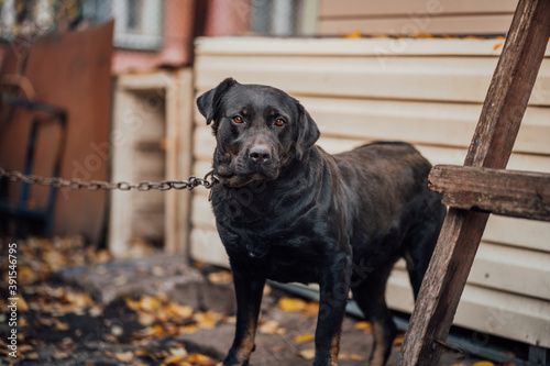 A guard dog on a chain. Close up of big dog on chain sitting near house.