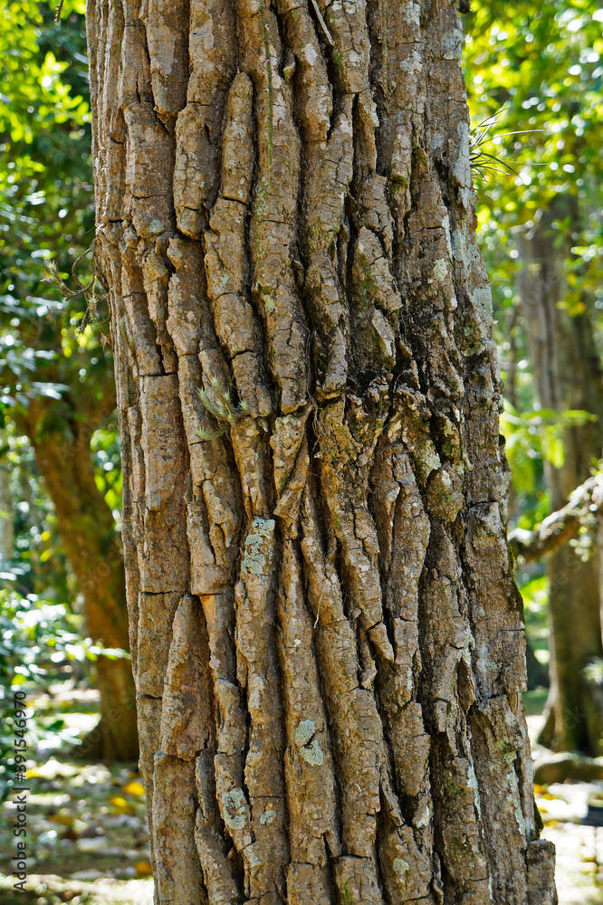 Timber tree trunk (Aspidosperma macrocarpon) 