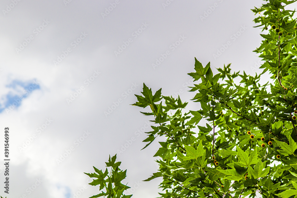 crown of a maple tree and falling maple leaves, against blue sky with bright sunshine. natural background crown of a maple tree and falling maple leaves, against blue sky with bright sunshine. natural background