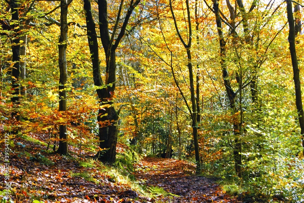 autumn in the forest