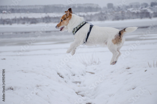 Fototapeta Naklejka Na Ścianę i Meble -  a white dog jumps in the air. Frame while moving.