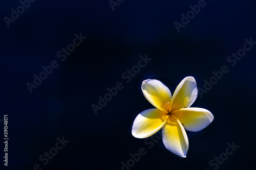 Flower in water with drop