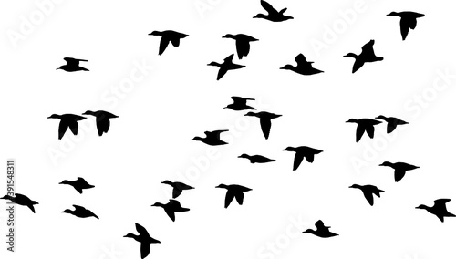 Silhouette of duck in flight, Vector on white background