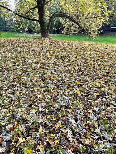Foliage d'autunno a Basiglio - Parco Sud Milano 