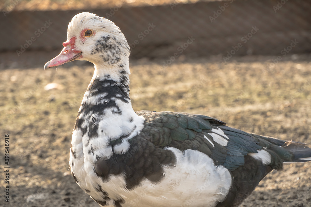 Female duck close-up. Indoda is on the farm. Female duck close-up. Indoda is on the farm.