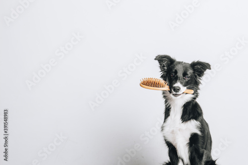 Fototapeta Naklejka Na Ścianę i Meble -  Border collie dog sits and holds hairbrush in its mouth. Isolated on white background. Studio portrait.