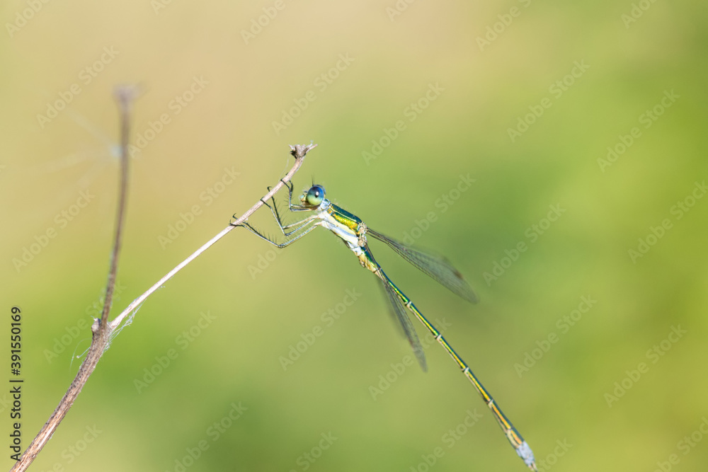 wild dragonfly wild dragonfly
