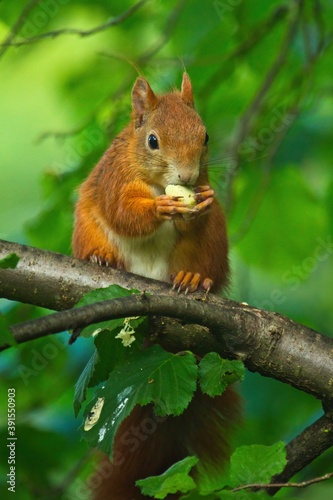 Ein rotes Eichhörnchen sitzt im Sommer auf einem Ast mit einer Nuss zwischen grünen Blättern, sciurus vulgaris © Martin