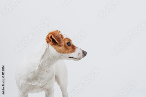 Studio portrait of a jack russell terrier. Dog's profile. Isolated on white background.