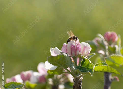 Bee on apple blossom.