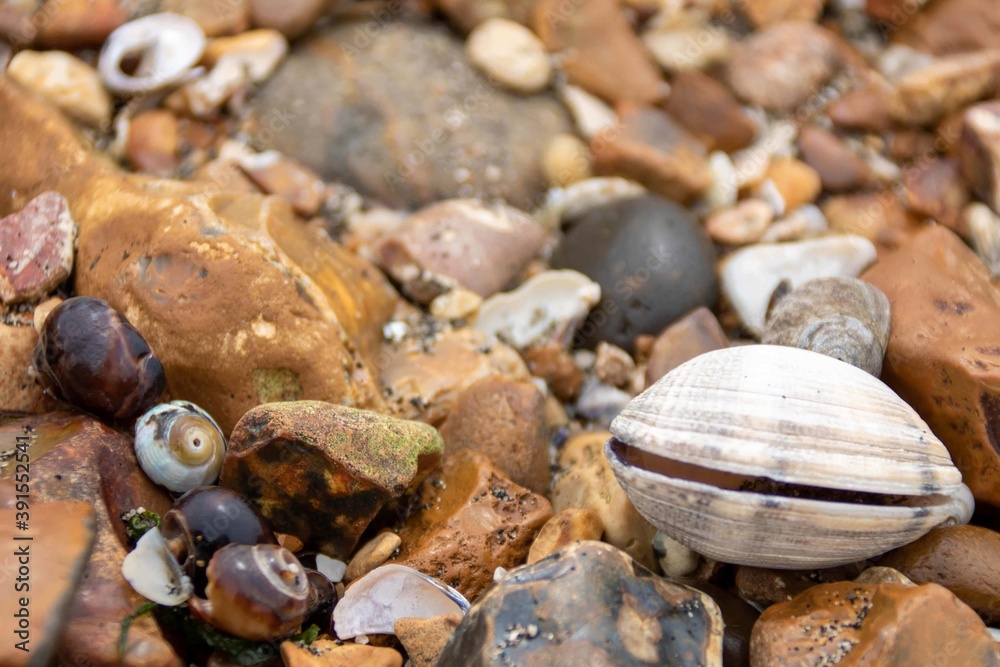 sea shells on a  stony beach