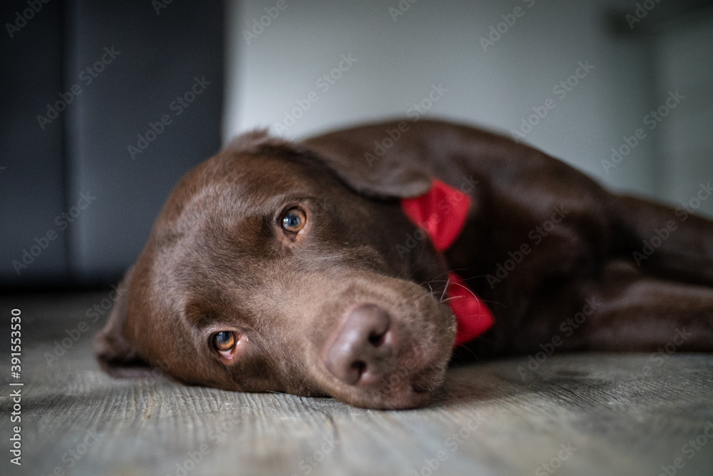 Dog portrait Dog portrait