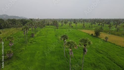 Top view of the palm trees and the green rice fields. Nature Landscape view of plum trees while the wind blows and the air is good, Phetchaburi, Thailand. photo