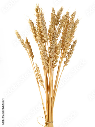 Wheat Crop Bundle on white Background - Isolated