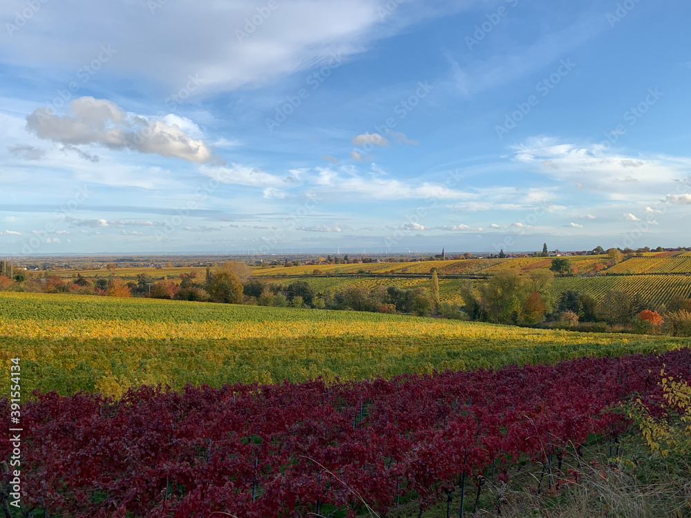 Weinberg im Herbst