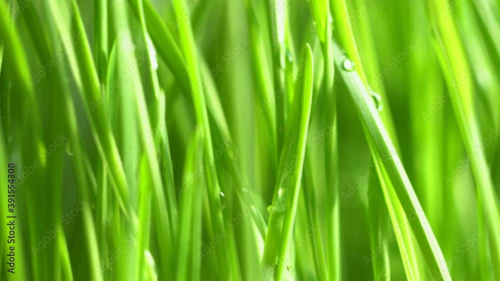 Abstract macro shot of blades of green grass. Dew drops shine with splendor. Beautiful lens blur bokeh. Сloseup rotation Abstract macro shot of blades of green grass. Dew drops shine with splendor. Beautiful lens blur bokeh. Сloseup rotation