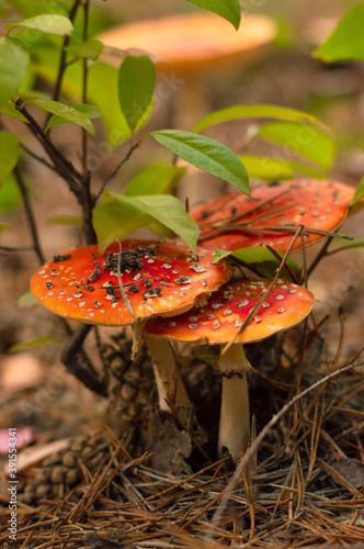 Beautiful fly agarics grow in the autumn forest under a bush.