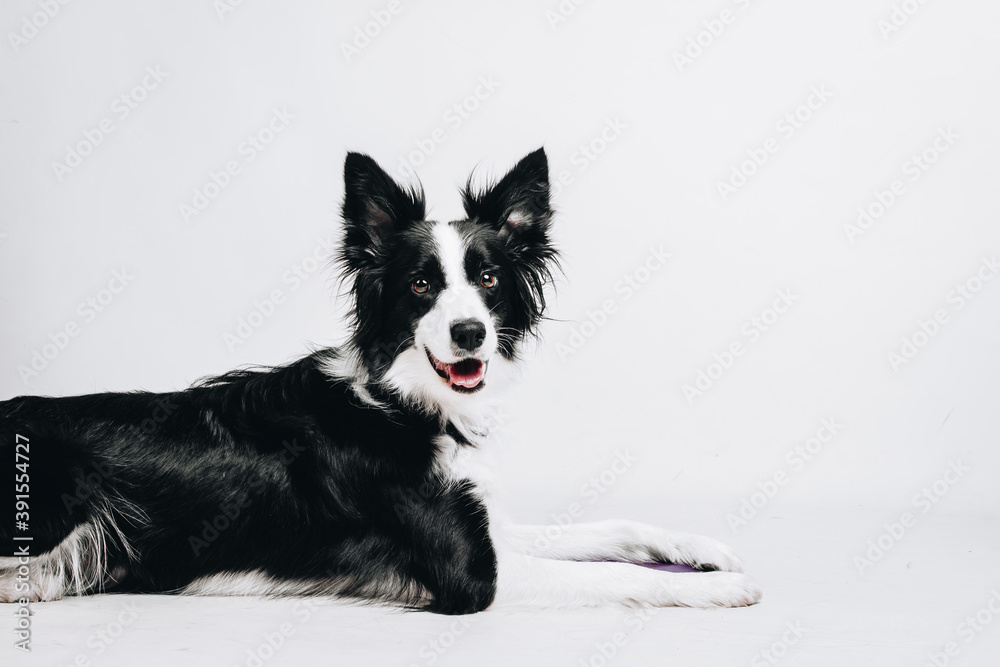 Studio portrait of a border collie. Dog lays down. Isolated on white background.