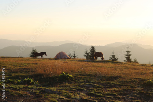 mountain landscape at dawn, the sun rises there is a tourist tent near which brown horses walk