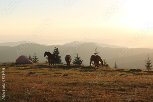 mountain landscape at dawn, the sun rises there is a tourist tent near which brown horses walk
