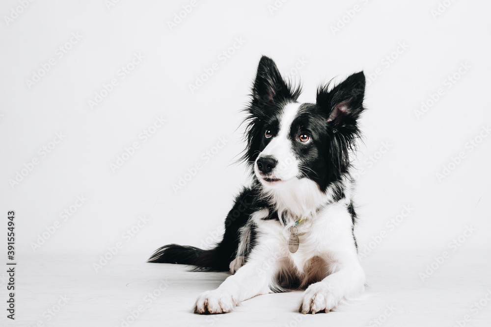 Young dog border collie lies down and looks up to the left isolated on white background. Studio portrait. Young dog border collie lies down and looks up to the left isolated on white background. Studio portrait.