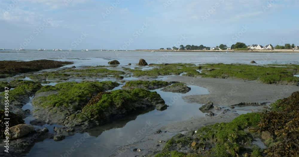 Damgan, Morbihan department, Brittany, France. Green lettuce covering rocks during the low tide. Damgan, Morbihan department, Brittany, France. Green lettuce covering rocks during the low tide.