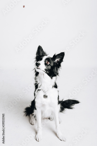 Dog is trying to catch a treat. Border collie puppy is looking at food. Pet is sitting. Studio portrait. Isolated on white background.