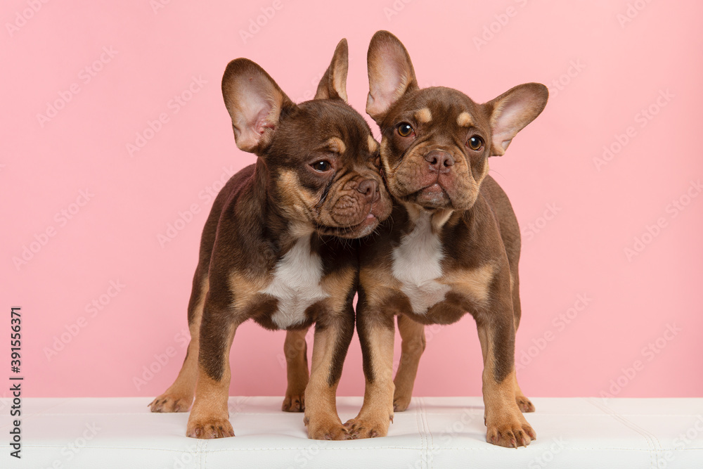 Two cute french bulldog puppy dogs standing on a white sofa on a pink background