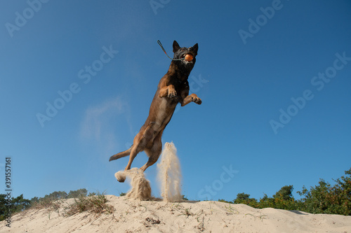 Spectacular jumping belgian shepherd catching its toy in sand dunes on a sunny day with clear sky