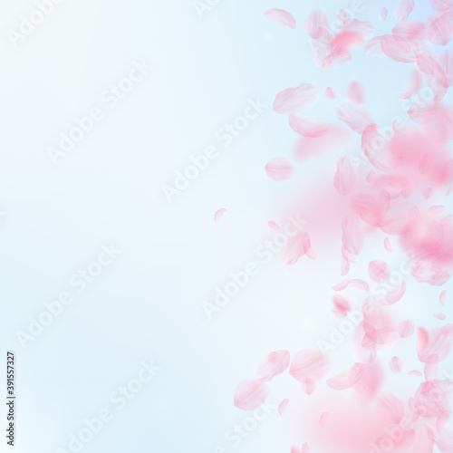 Sakura petals falling down. Romantic pink flowers 
