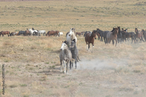 Fototapeta Naklejka Na Ścianę i Meble -  Wild Horses in Spring in the Utah desert
