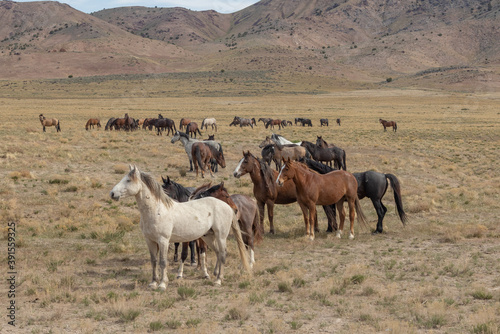 Wild Horses in Spring in the Utah desert