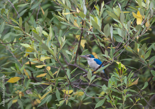 collared kingfisher. A common resident bird of Thailand which could be found at mangrove forest along coastal of Gulf of Thailand . It also could be found near river,lake and pond aorund the country. photo