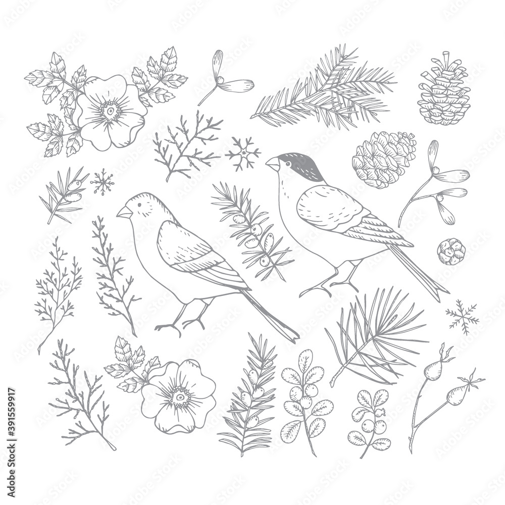 Set of Christmas birds and floral illustrations. Bullfinch and golden finch with flowers, leaves and fir and pinte tree branches and cones. Rose bloom, hips engravings. Isolated vector illustration. Set of Christmas birds and floral illustrations. Bullfinch and golden finch with flowers, leaves and fir and pinte tree branches and cones. Rose bloom, hips engravings. Isolated vector illustration.