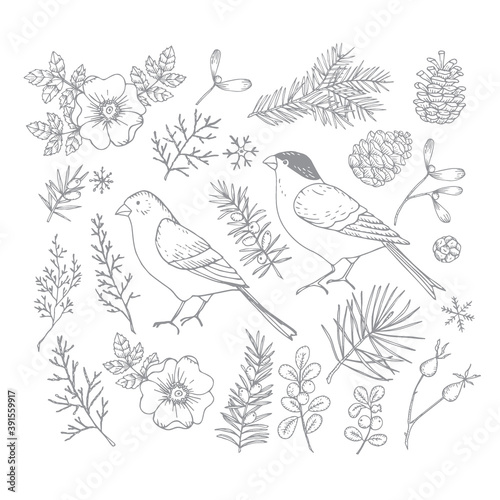 Set of Christmas birds and floral illustrations. Bullfinch and golden finch with flowers, leaves and fir and pinte tree branches and cones. Rose bloom, hips engravings. Isolated vector illustration.