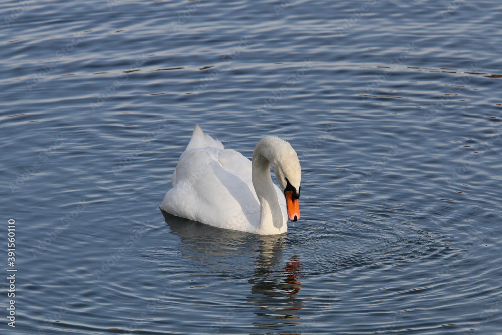Naklejka premium funny swans in a swan lake Tschaikowski 
