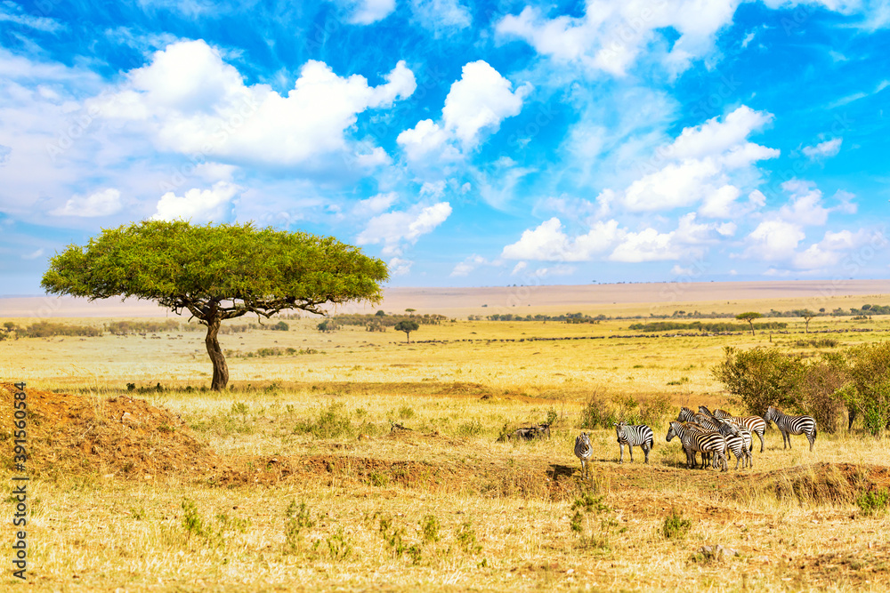 Common zebras Equus Quagga walking in the Masai Mara National Park near big acacia tree. African landscape. Kenya, Africa.