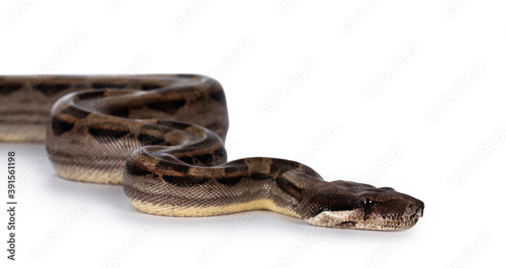 Head shot of beautiful brown Boa constrictor aka Boa imperator snake, isolated on white background. Head shot of beautiful brown Boa constrictor aka Boa imperator snake, isolated on white background.