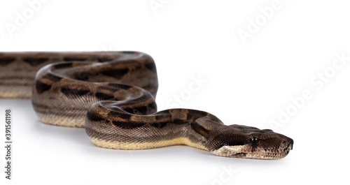 Head shot of beautiful brown Boa constrictor aka Boa imperator snake, isolated on white background.