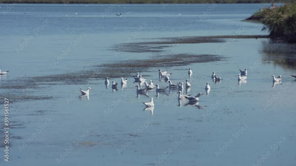 Flock of seagulls swims on water and takes off together Flock of seagulls swims on water and takes off together