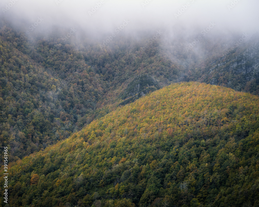 Large autumnal deciduous native forest Large autumnal deciduous native forest