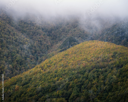 Large autumnal deciduous native forest