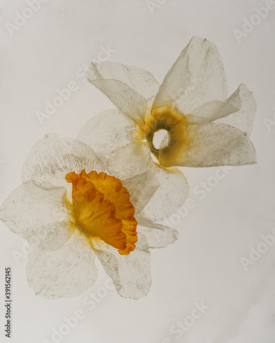 NARCISSUS Y TULIPA photo