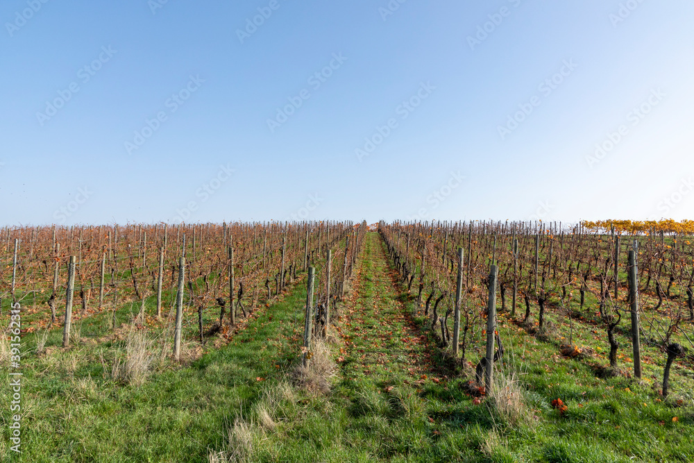 scenic vineyard in the Nahe region in autumn colors