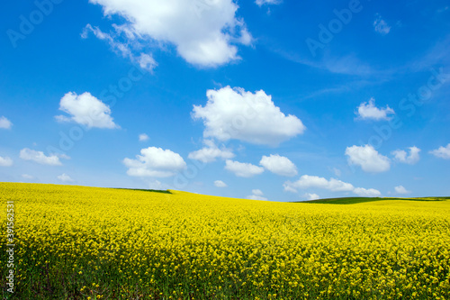Yellow field rapeseed in bloom. Agriculture . Canola flowers  blue sky with white clouds