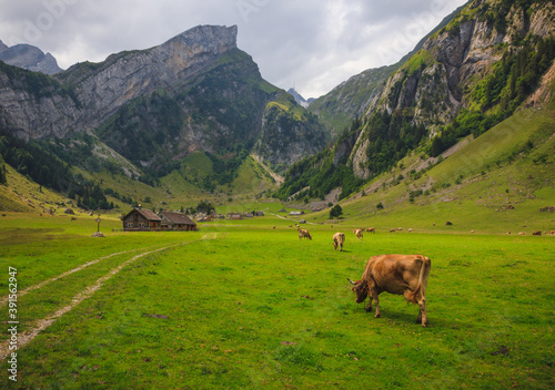 Cows at the Seealpsee with little wooden huts in the background