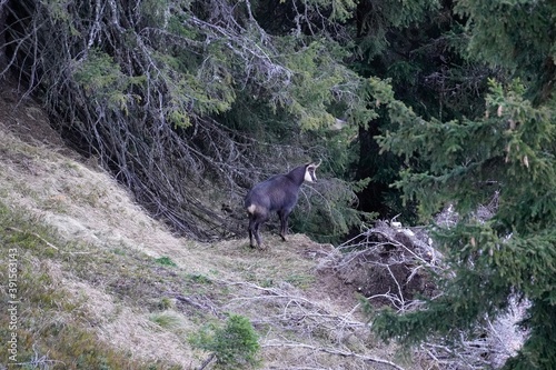 a chamois buck in the rut is looking for a female