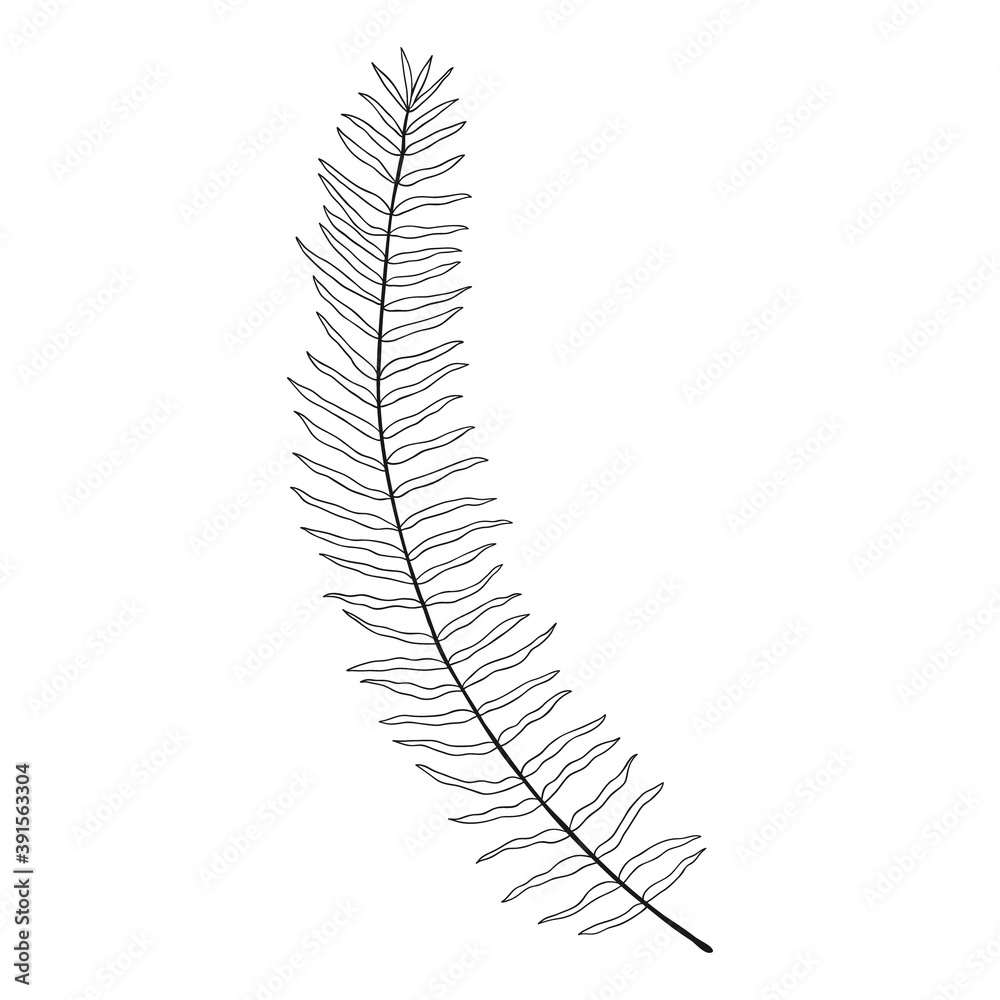 Fototapeta premium abstract tropical leaf isolated on white
