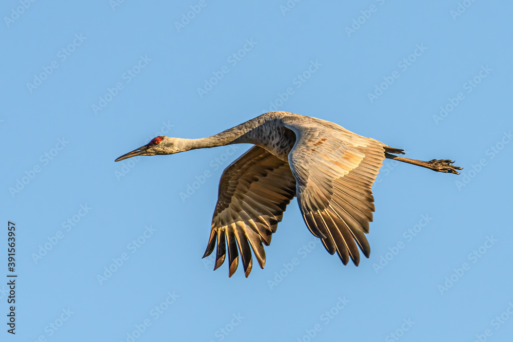 Fototapeta premium Sandhill Crane